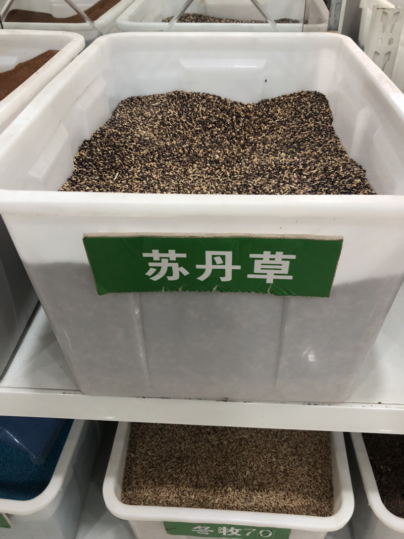 苏丹草种子猪羊牛马鸡苏丹草高产新种子高发芽率