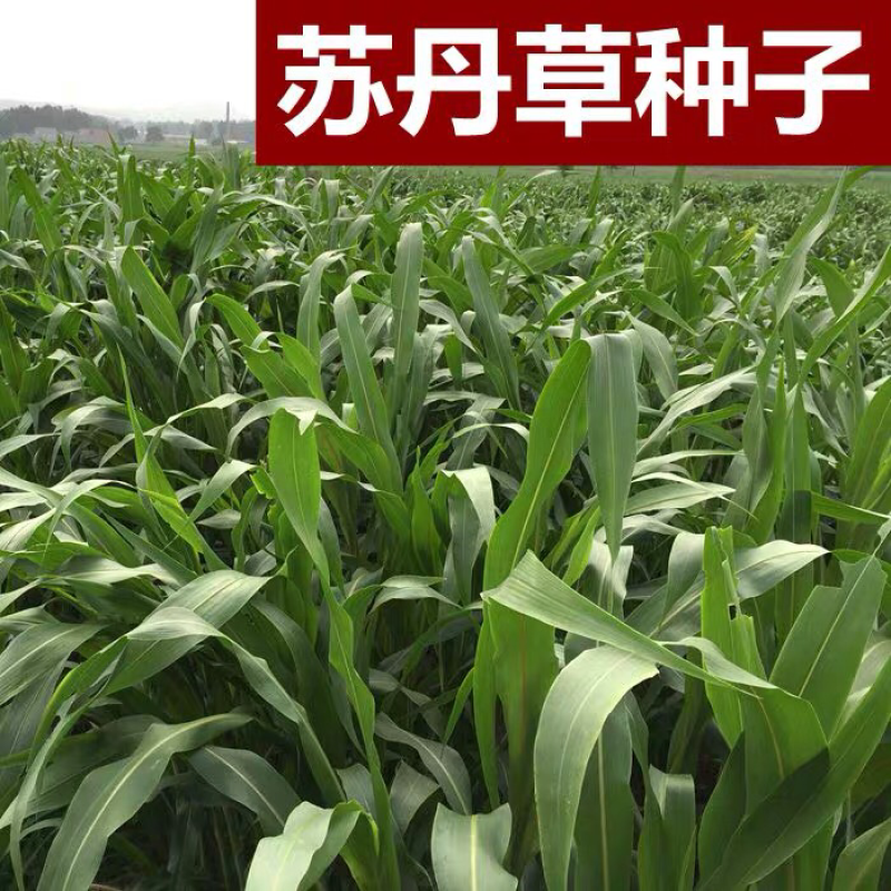 苏丹草种子猪羊牛马鸡苏丹草高产新种子高发芽率