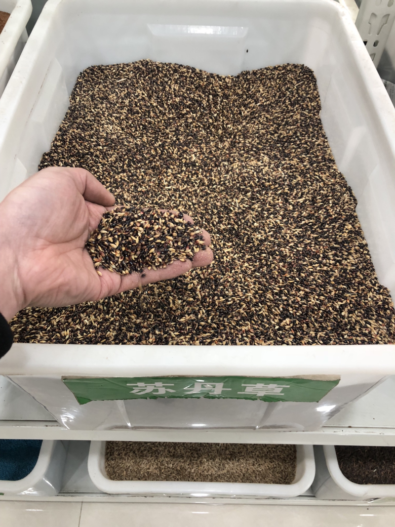 苏丹草种子猪羊牛马鸡苏丹草高产新种子高发芽率