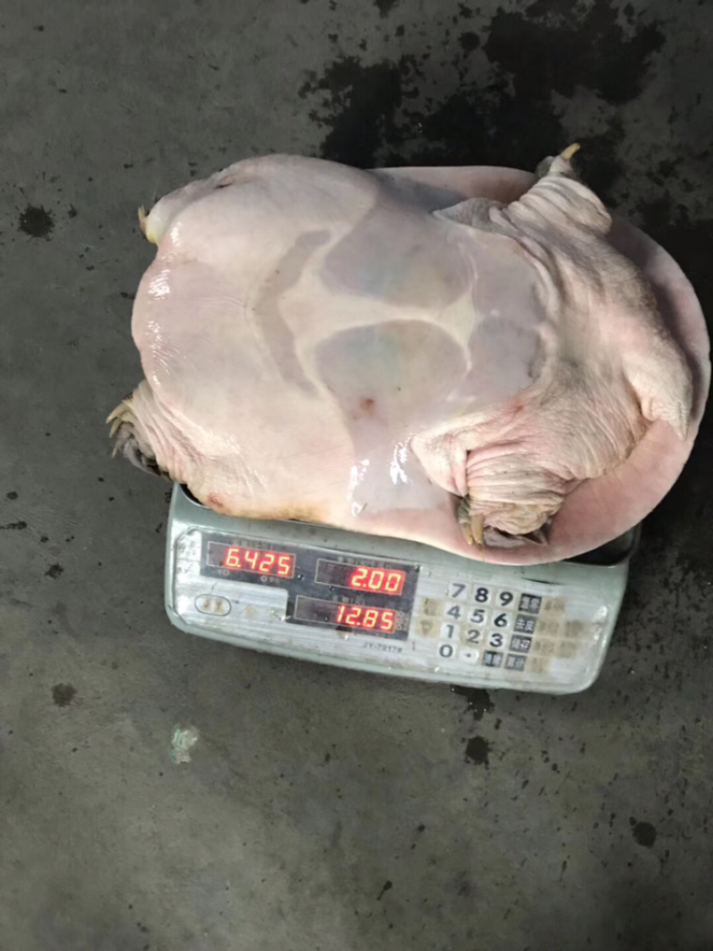 2.5斤外塘甲鱼，中华鳖老甲鱼就是补，看你怎么吃！
