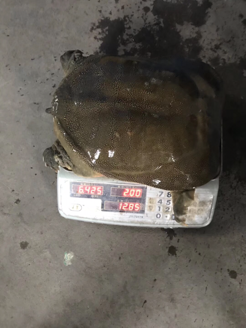 2.5斤外塘甲鱼，中华鳖老甲鱼就是补，看你怎么吃！