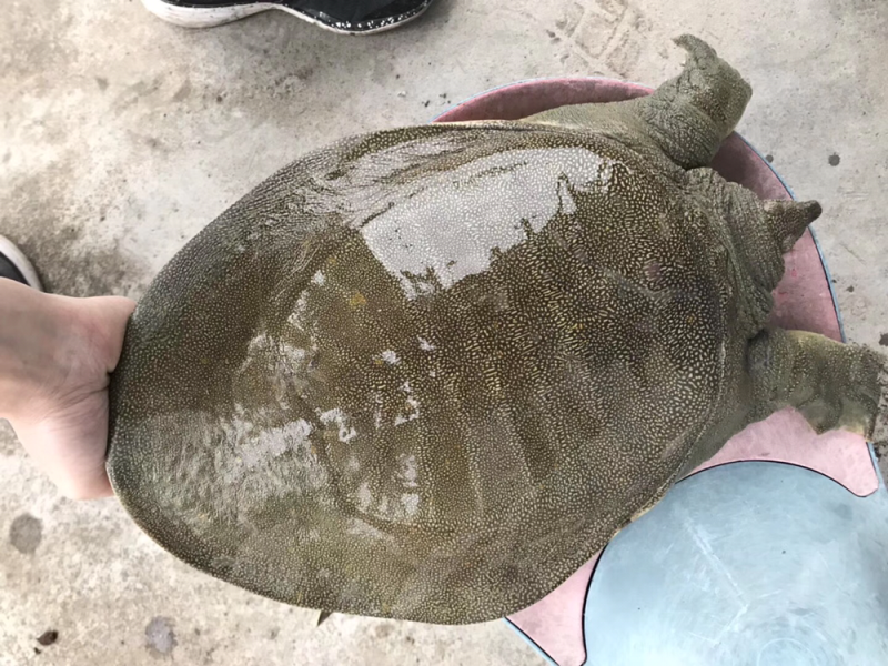 2.5斤外塘甲鱼，中华鳖老甲鱼就是补，看你怎么吃！