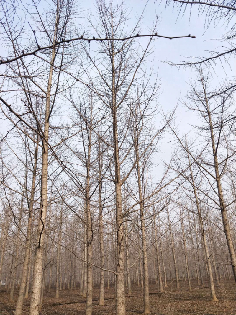银杏树20-35公分