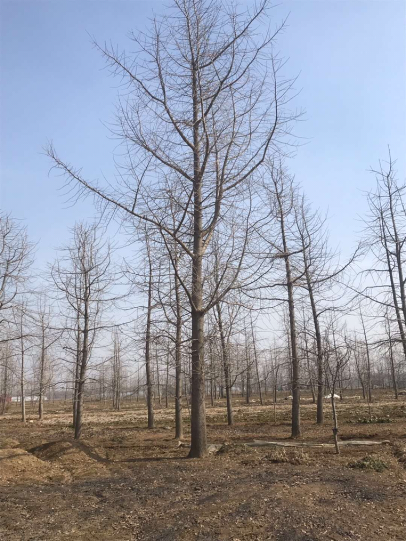 银杏树20-35公分