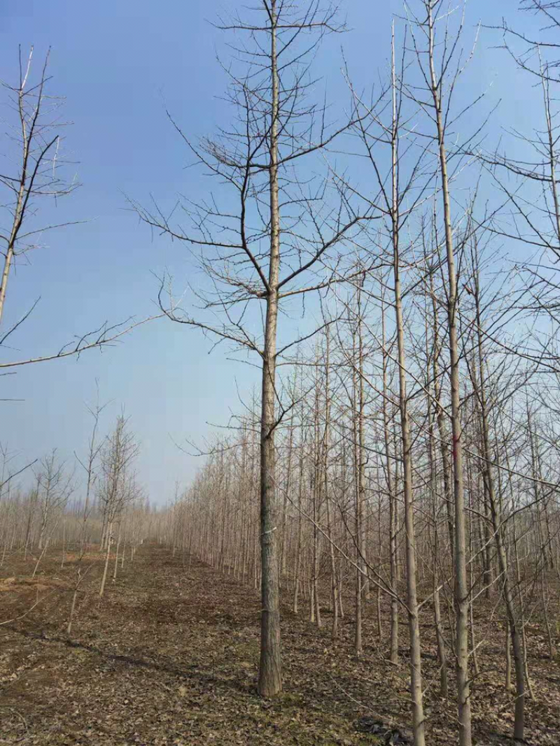 银杏树20-35公分