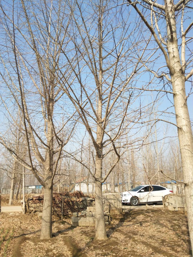 银杏树20-35公分