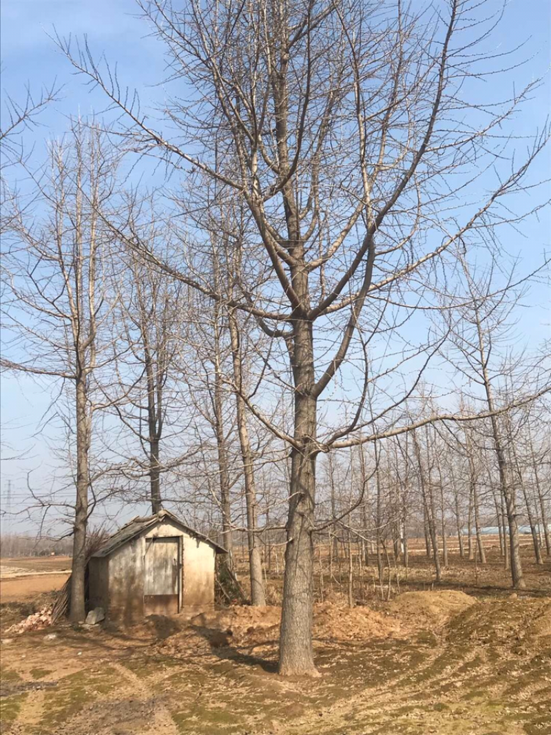 银杏树20-35公分