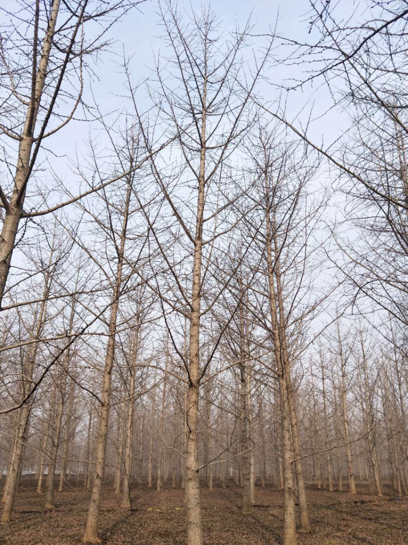 银杏树20-35公分
