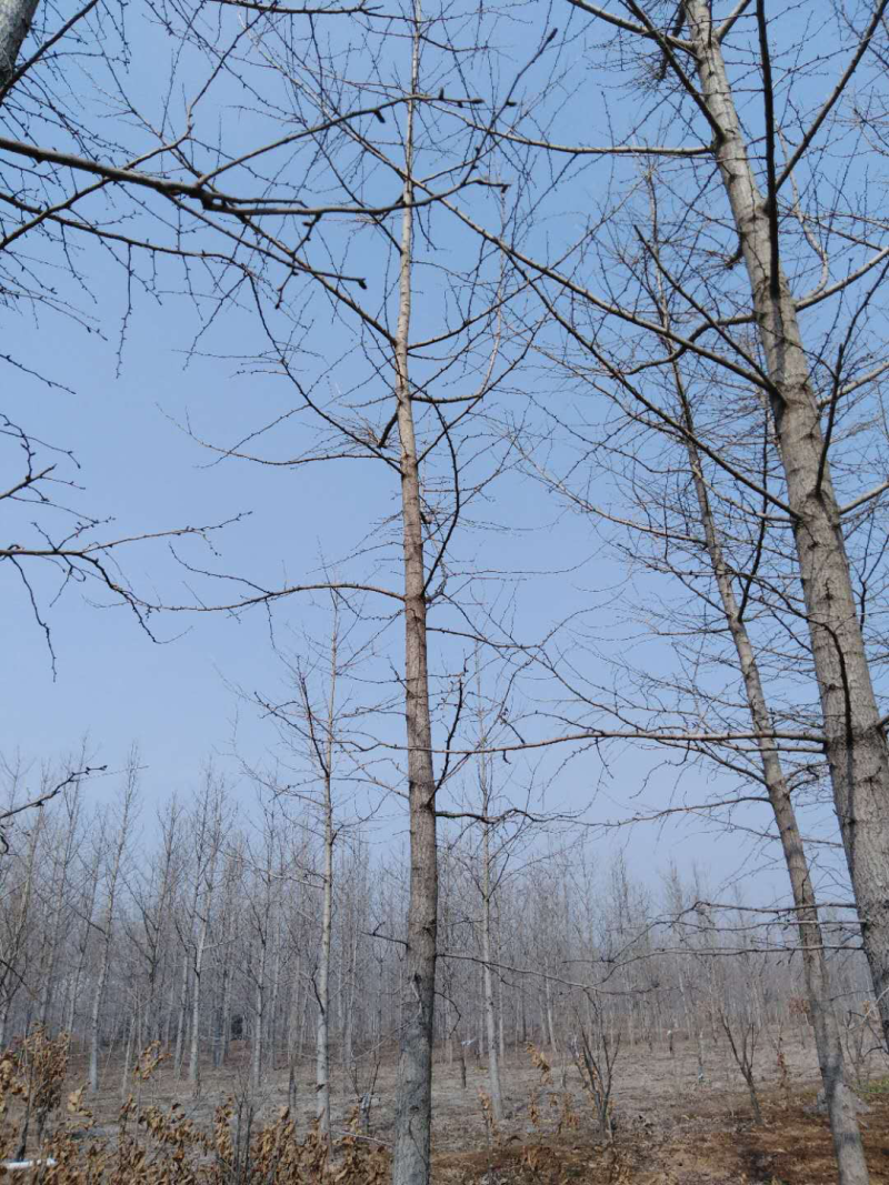 银杏树20-35公分