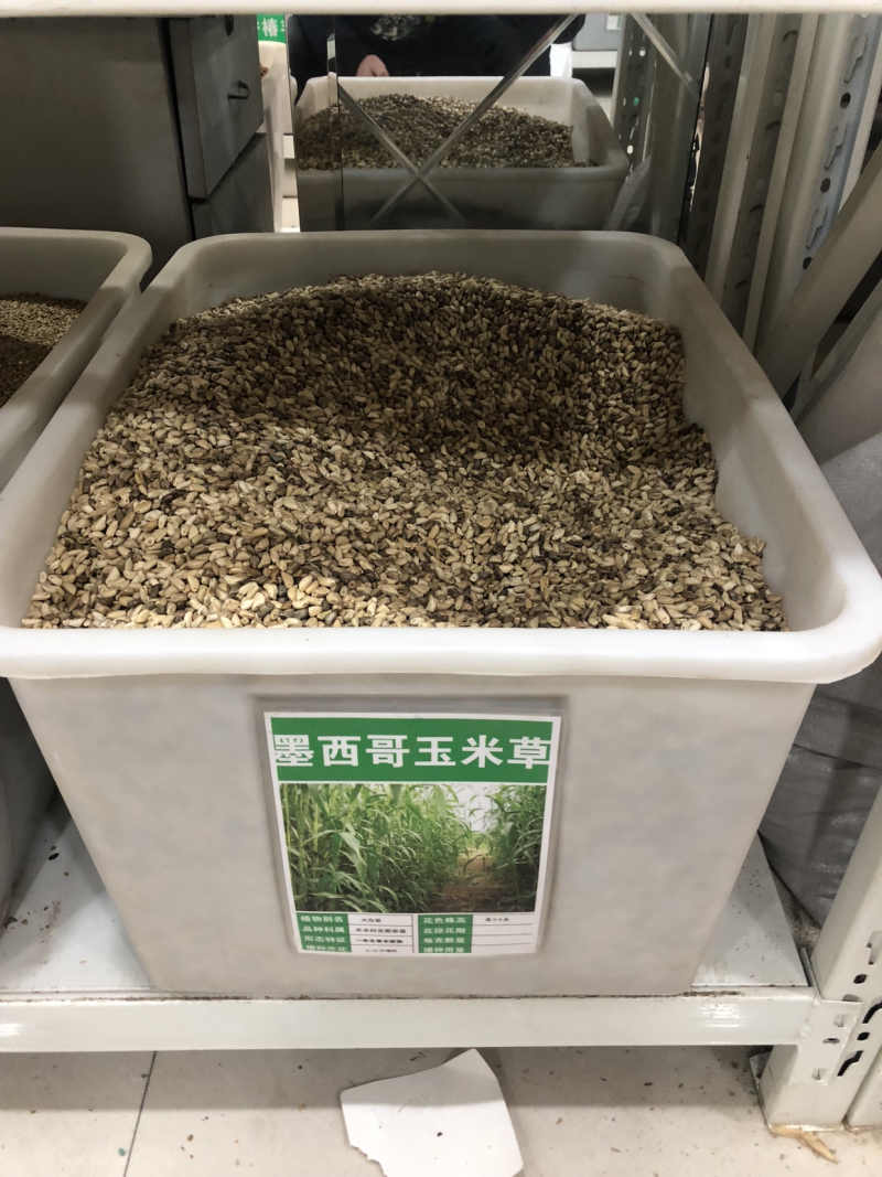 墨西哥玉米草种子高产耐旱耐高温量大可货到付款可开票