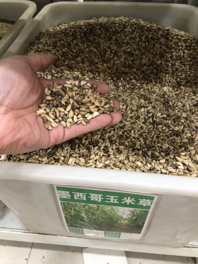 墨西哥玉米草种子高产耐旱耐高温量大可货到付款可开票
