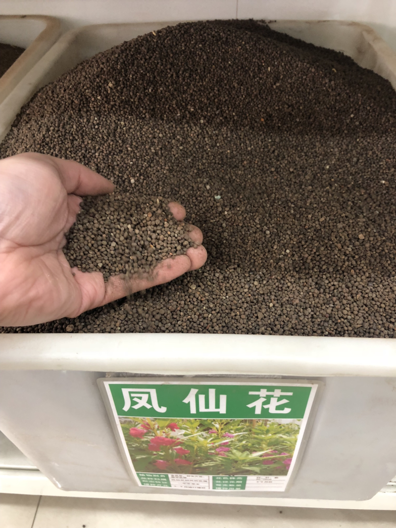 凤仙花种子指甲花阳台盆栽简单易种