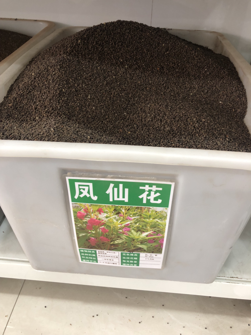 凤仙花种子指甲花阳台盆栽简单易种