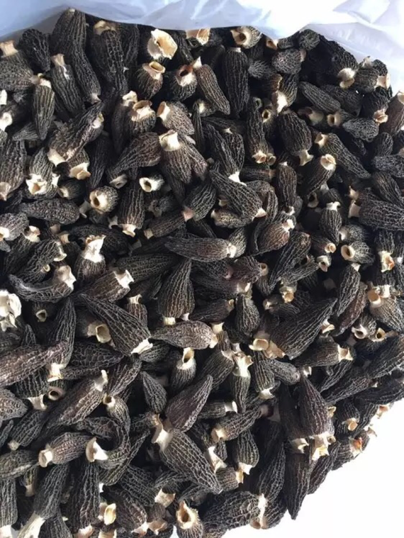 特干特大羊肚菌。