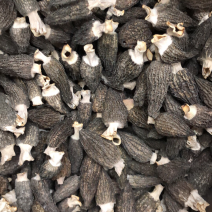 特干特大羊肚菌。