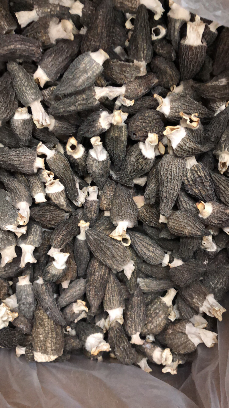 特干特大羊肚菌。