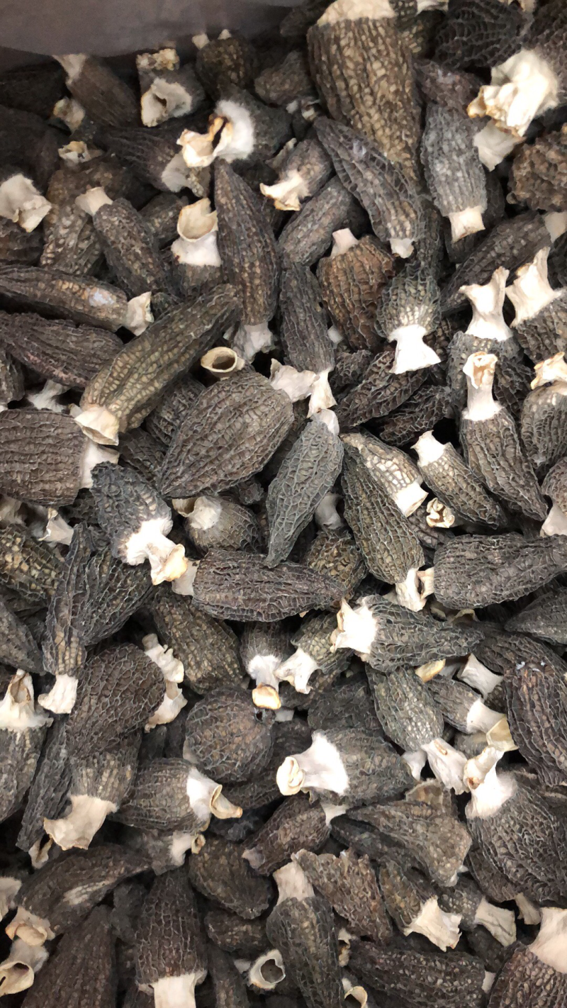 特干特大羊肚菌。