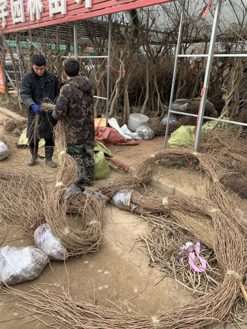 二米以上爬山虎大苗五叶地锦耐寒好活垂直绿化