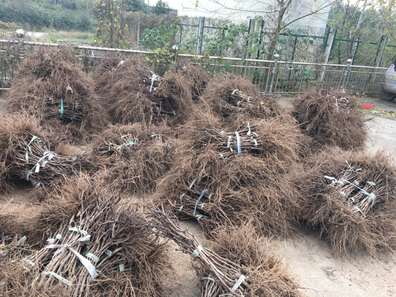 葡萄苗。指导盆栽。地栽，山栽苗圃直供欢迎咨询