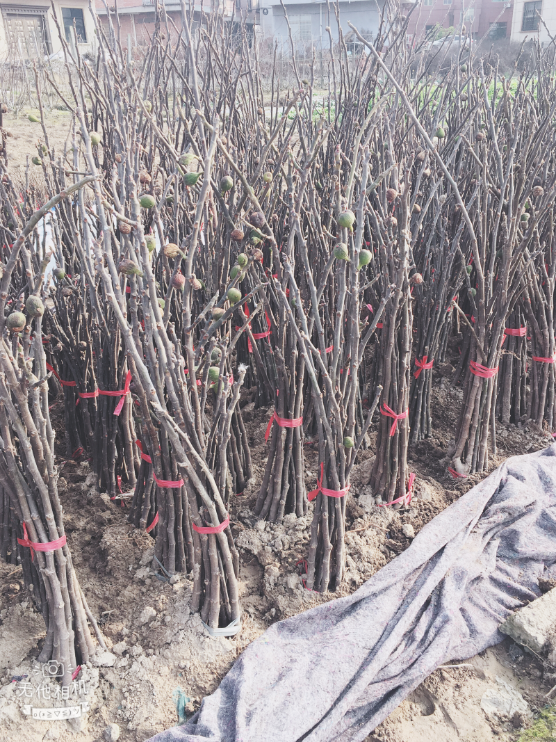无花果苗树苗四季波姬红当年结果盆栽地栽带果特大南北方室内
