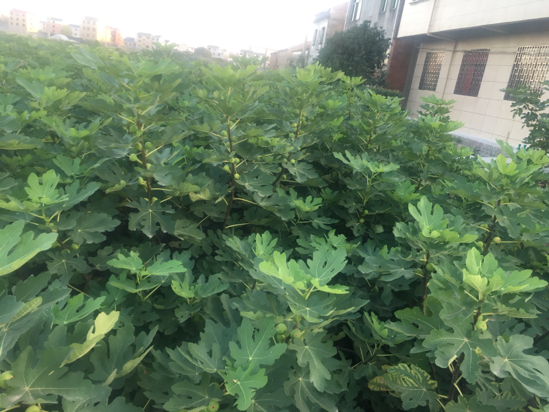 无花果苗树苗四季波姬红当年结果盆栽地栽带果特大南北方室内