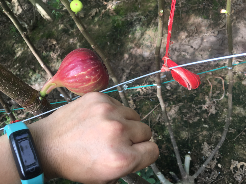 无花果苗树苗四季波姬红当年结果盆栽地栽带果特大南北方室内