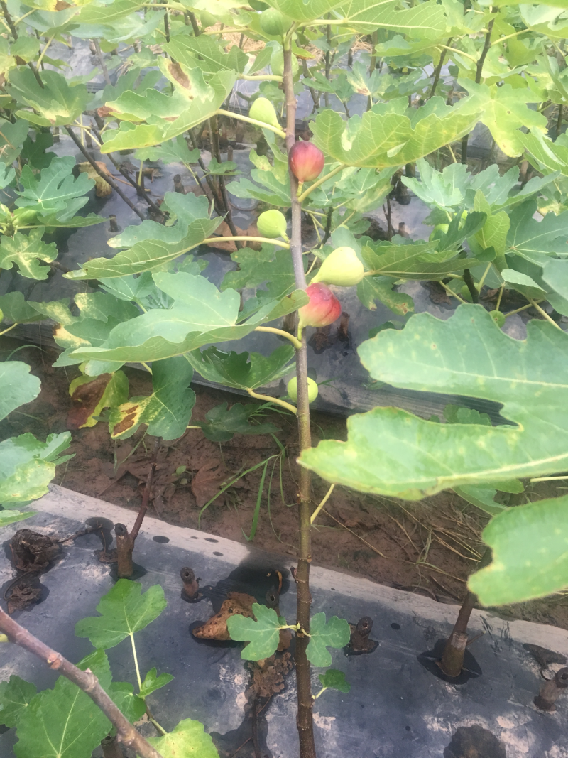 无花果苗树苗四季波姬红当年结果盆栽地栽带果特大南北方室内