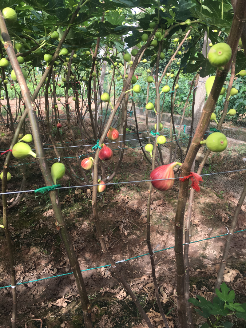 无花果苗树苗四季波姬红当年结果盆栽地栽带果特大南北方室内