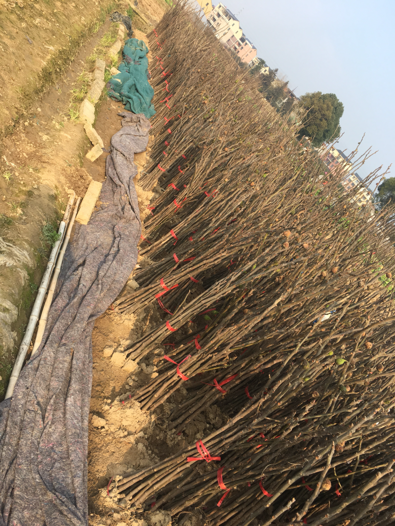 无花果苗树苗四季波姬红当年结果盆栽地栽带果特大南北方室内