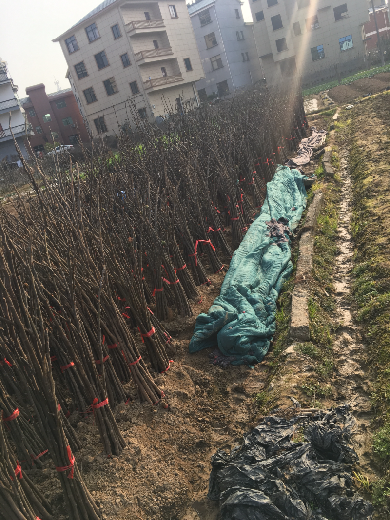 无花果苗树苗四季波姬红当年结果盆栽地栽带果特大南北方室内