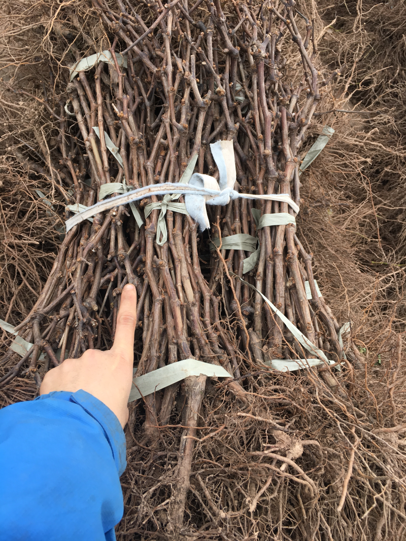 嫁接扦插苗天山当年结葡萄苗南方北方种植新品种盆栽地栽葡萄