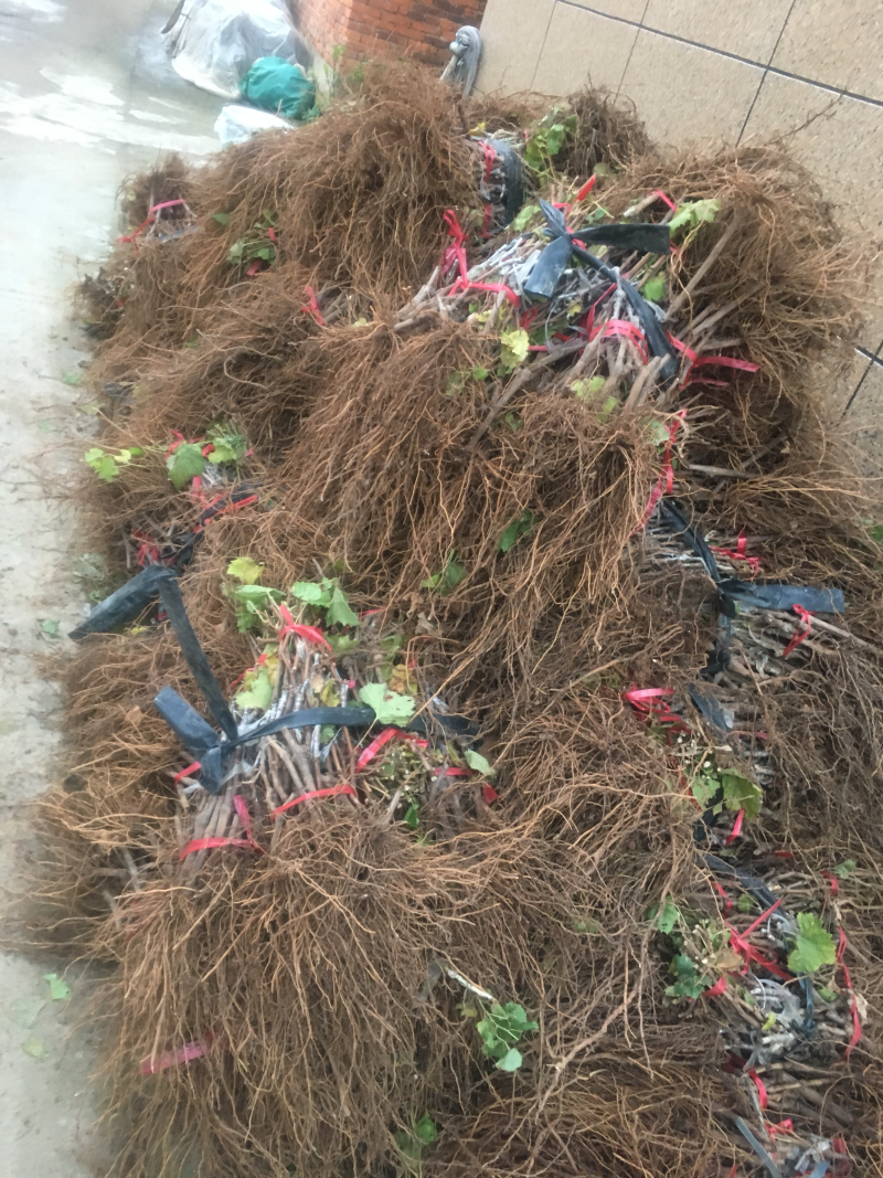 嫁接扦插苗天山当年结葡萄苗南方北方种植新品种盆栽地栽葡萄