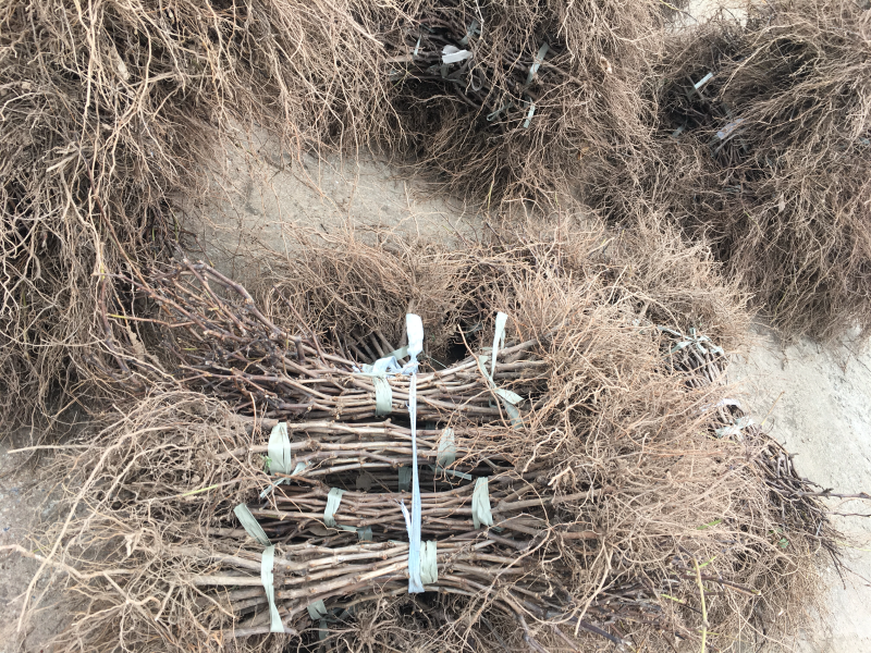 嫁接扦插苗天山当年结葡萄苗南方北方种植新品种盆栽地栽葡萄