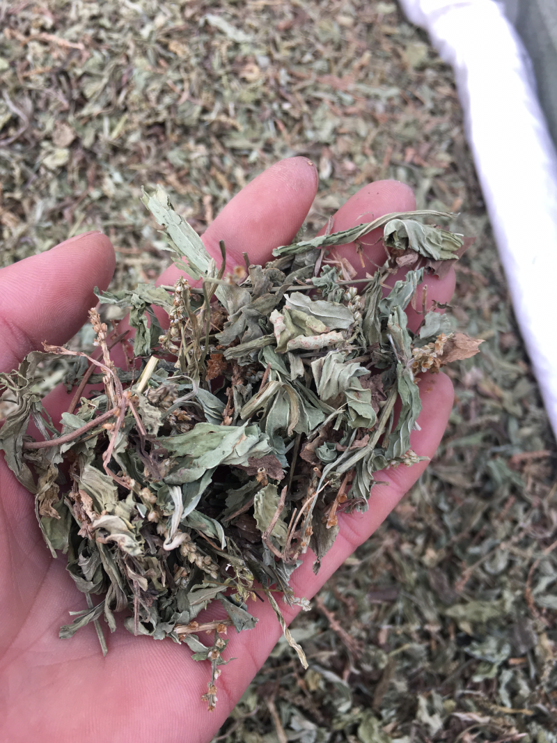 车前草