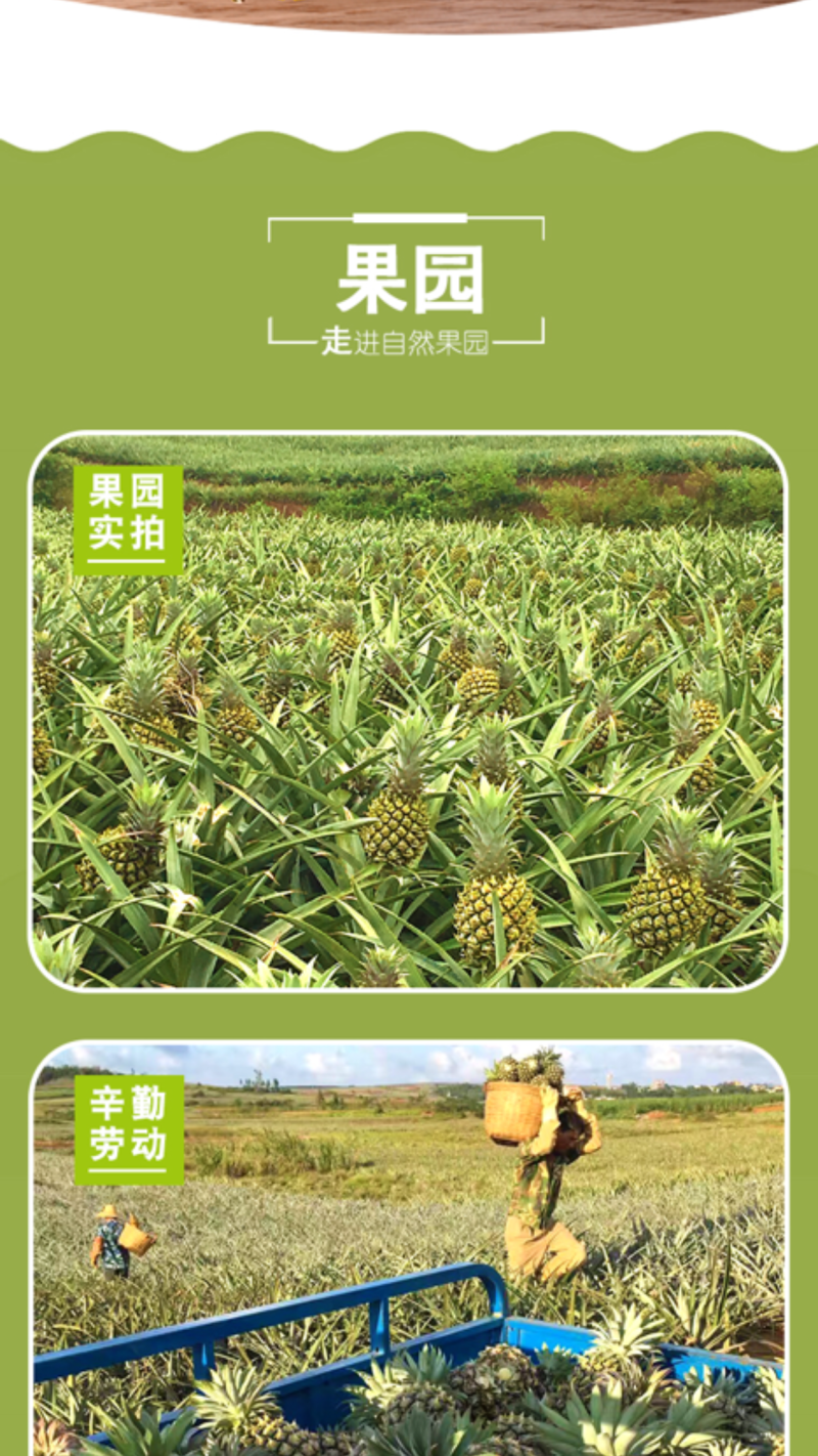 徐闻菠萝产地直发新鲜美味家庭实惠装9斤