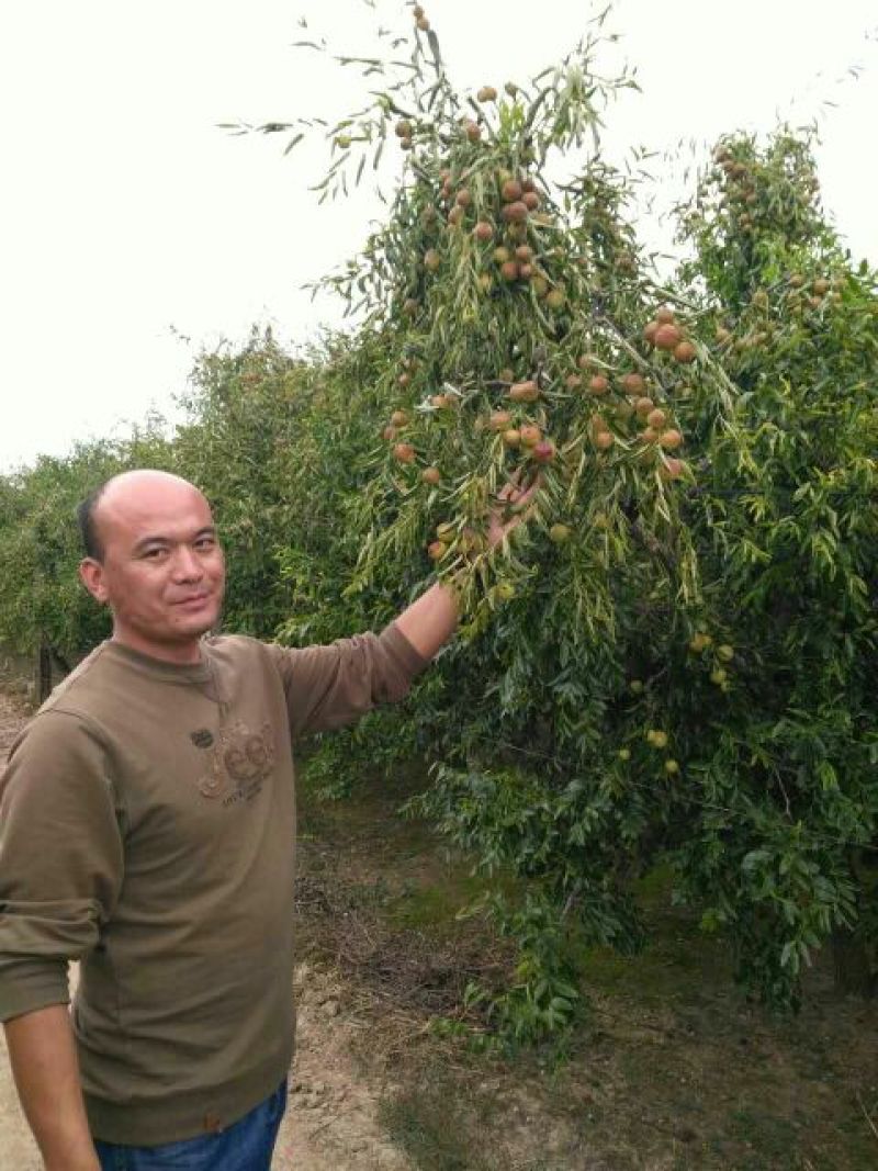 冬枣树苗50~80cm