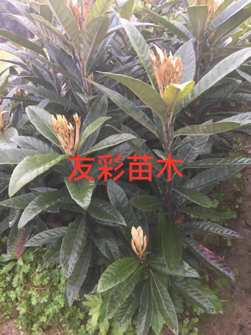 大红袍枇杷苗白沙枇杷苗一年苗浙江台州嫁接苗