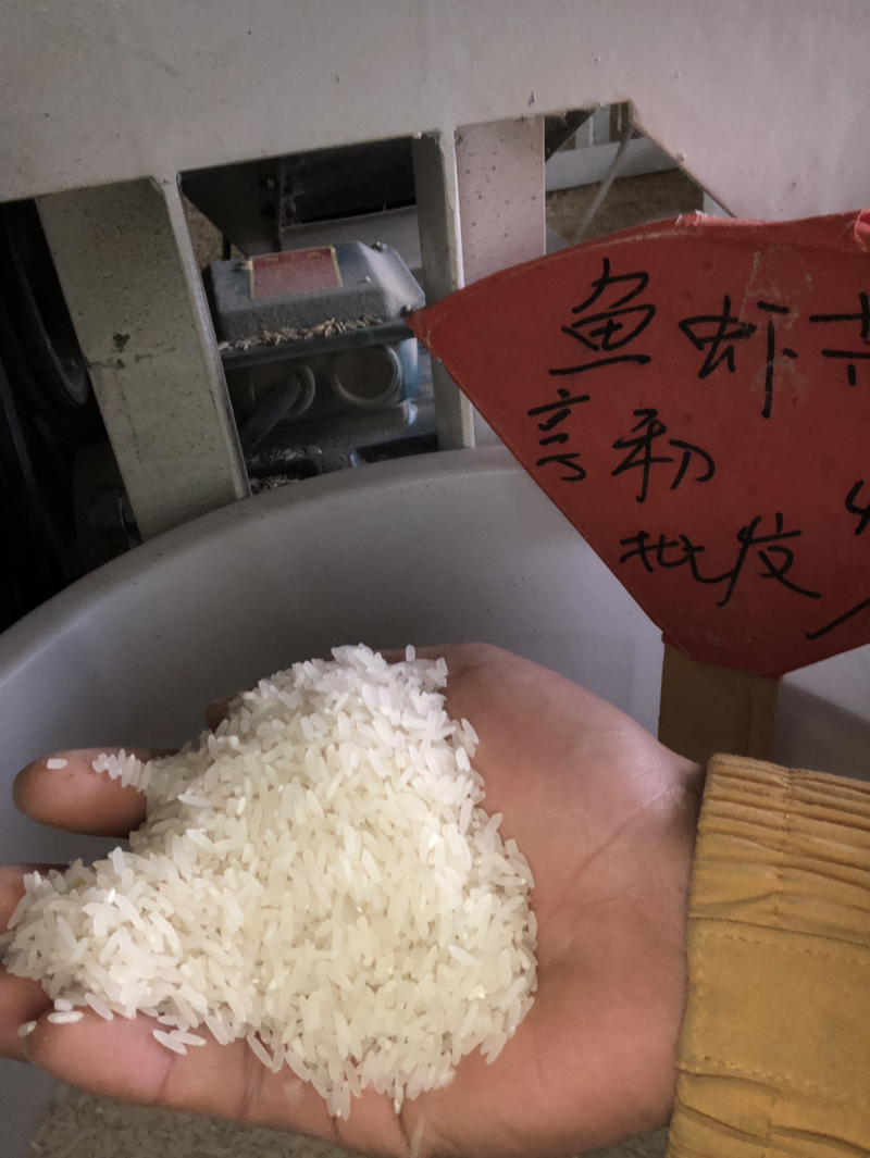 象牙粘农家米、不抛光、不打蜡。