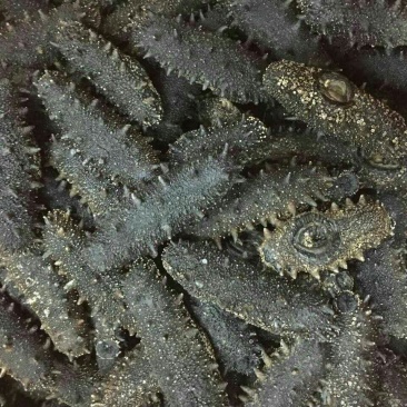 干海参食用淡干