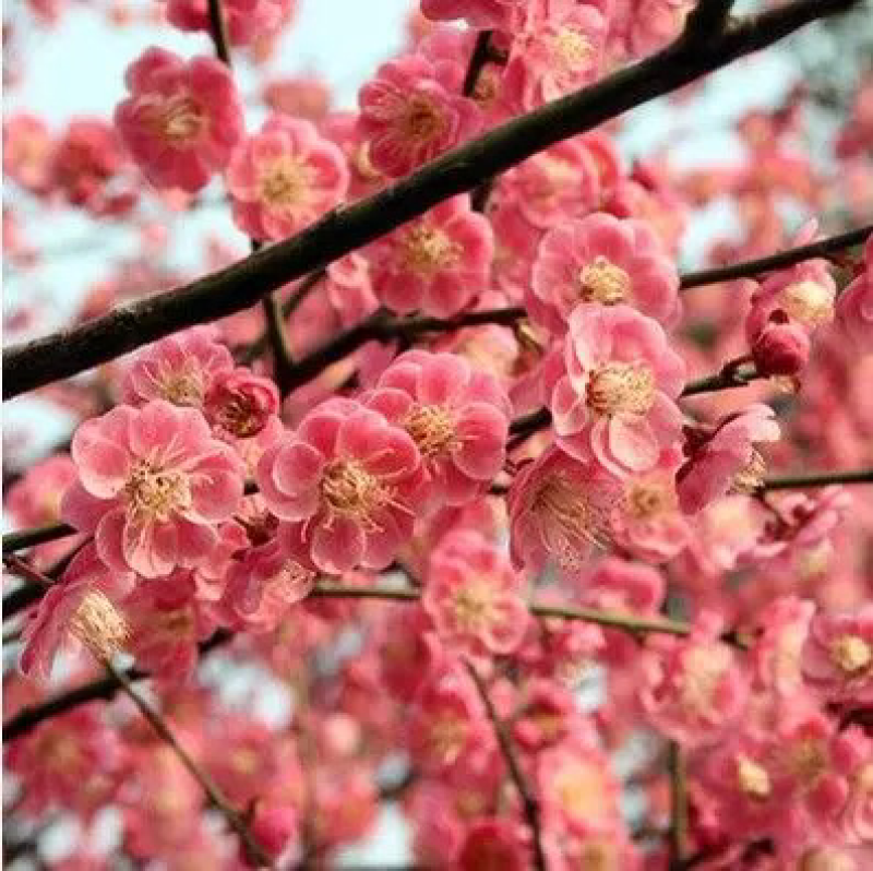梅花苗白梅花树苗红绿梅小苗