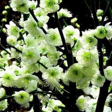 梅花苗白梅花树苗红绿梅小苗