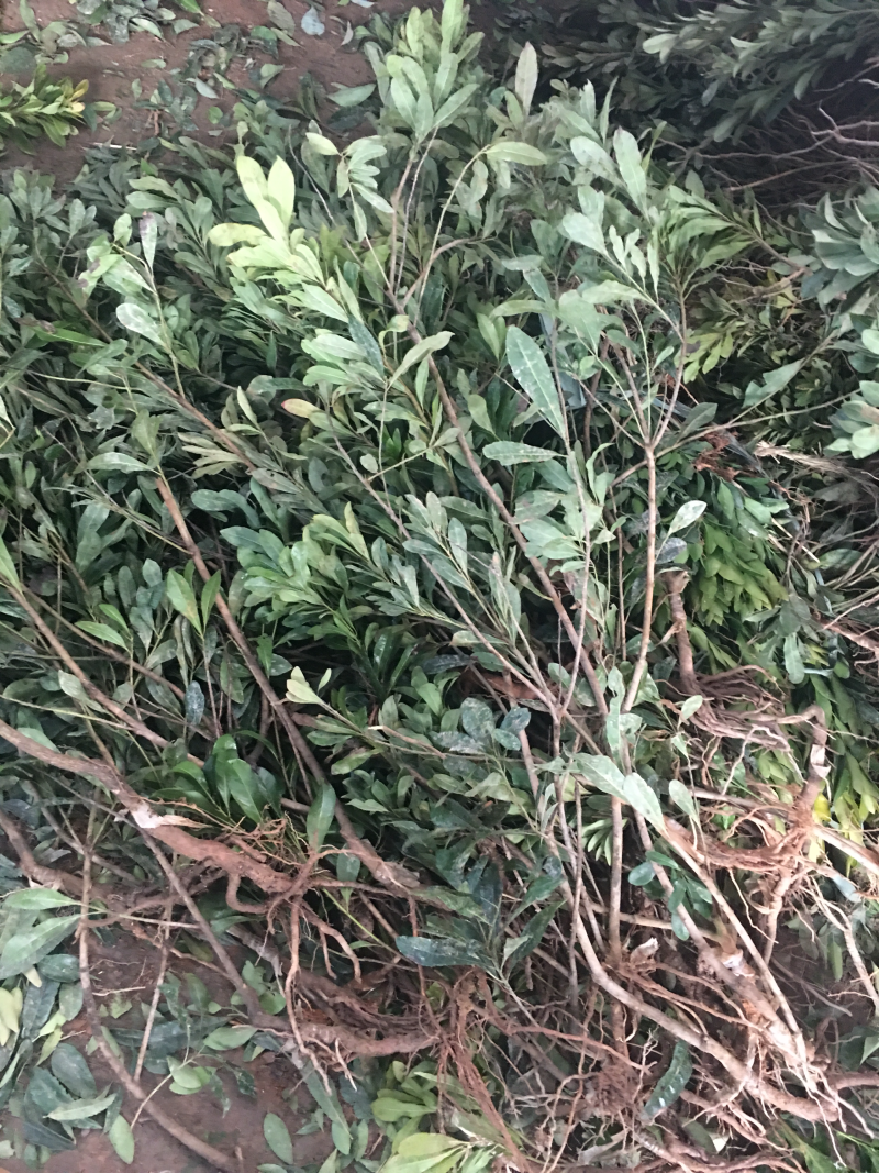 柑橘苗