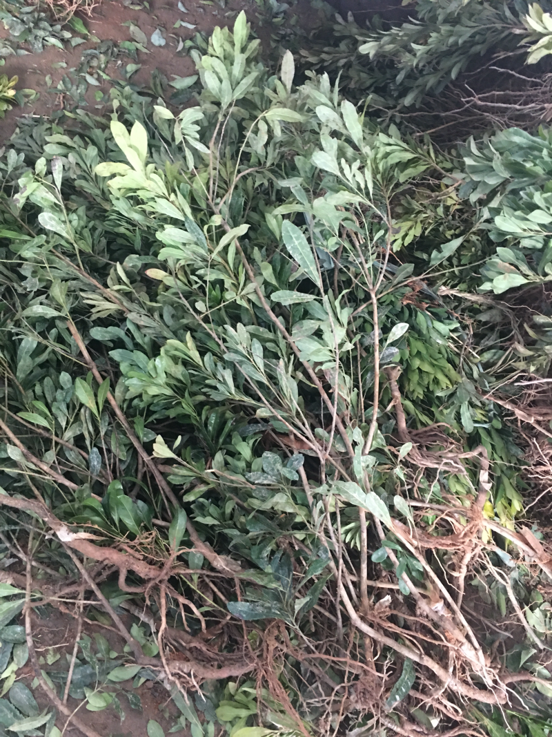 柑橘苗