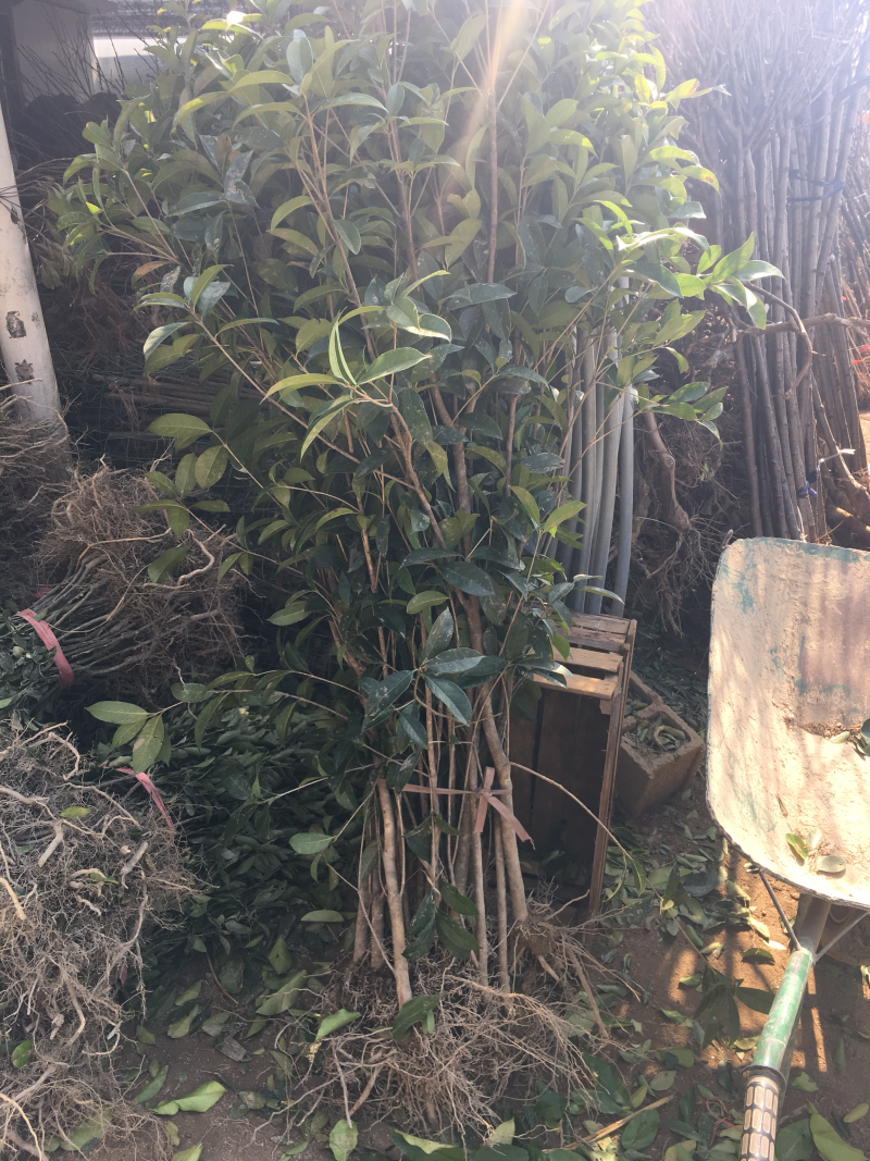 杨梅苗嫁接苗
