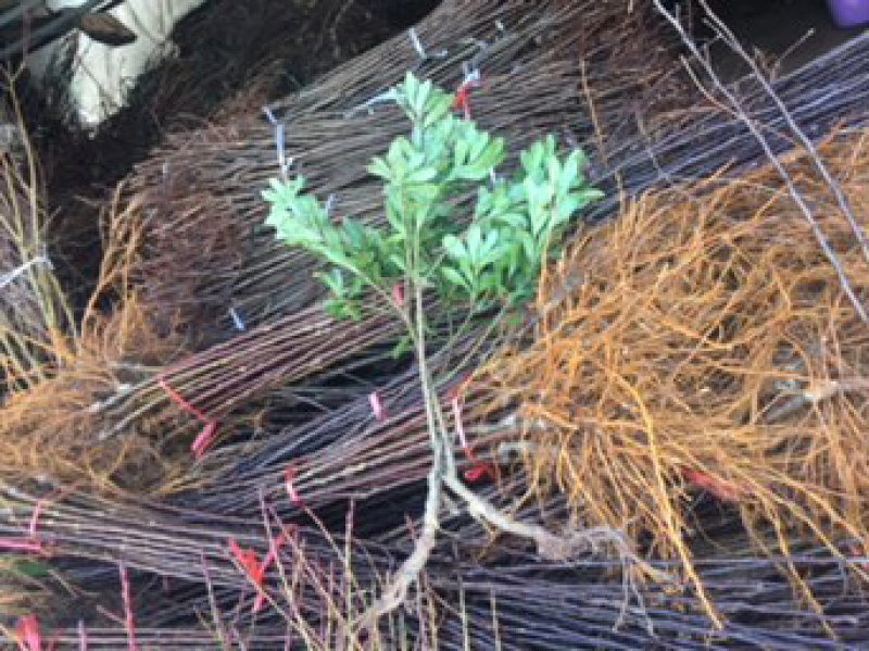 嫁接桃树苗水蜜桃苗地栽苗早熟晚熟苗南方北方种植