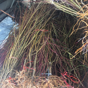 嫁接桃树苗水蜜桃苗地栽苗早熟晚熟苗南方北方种植