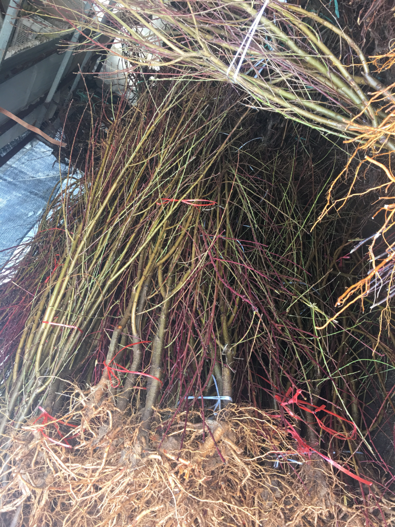 嫁接桃树苗水蜜桃苗地栽苗早熟晚熟苗南方北方种植