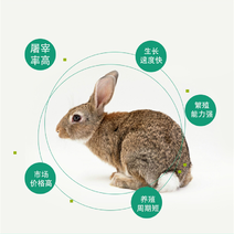 肉兔价格，杂交野兔，杂交肉兔，养兔利润