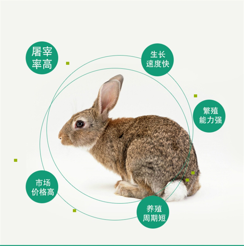 肉兔价格，杂交野兔，杂交肉兔，养兔利润
