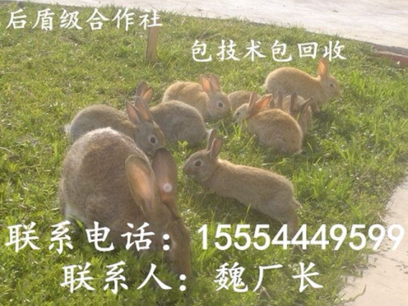 肉兔价格，杂交野兔，杂交肉兔，养兔利润
